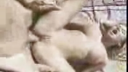 Morena mamada y toma la polla en su boca ver porno gratis latino